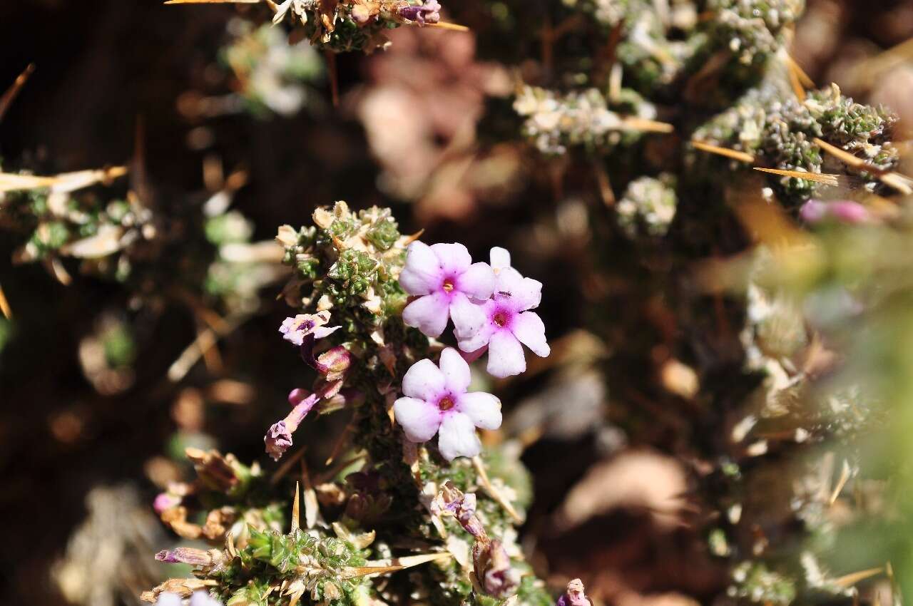 صورة Junellia seriphioides (Gillies & Hook.) Moldenke