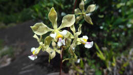 Image of Encyclia granitica (Lindl.) Schltr.