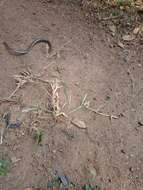 Image of Beaked Blind Snake