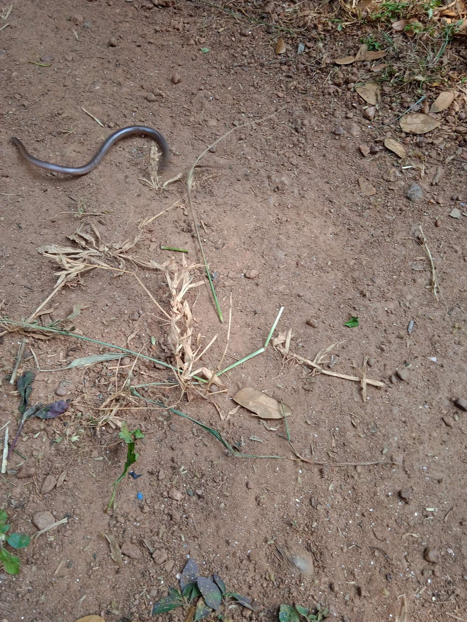 Image of Beaked Blind Snake