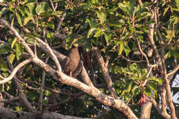 Image de Serpentaire des Andaman