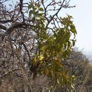 Image of Psittacanthus calyculatus (DC.) G. Don