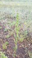 Image de Artemisia pubescens Ledeb.