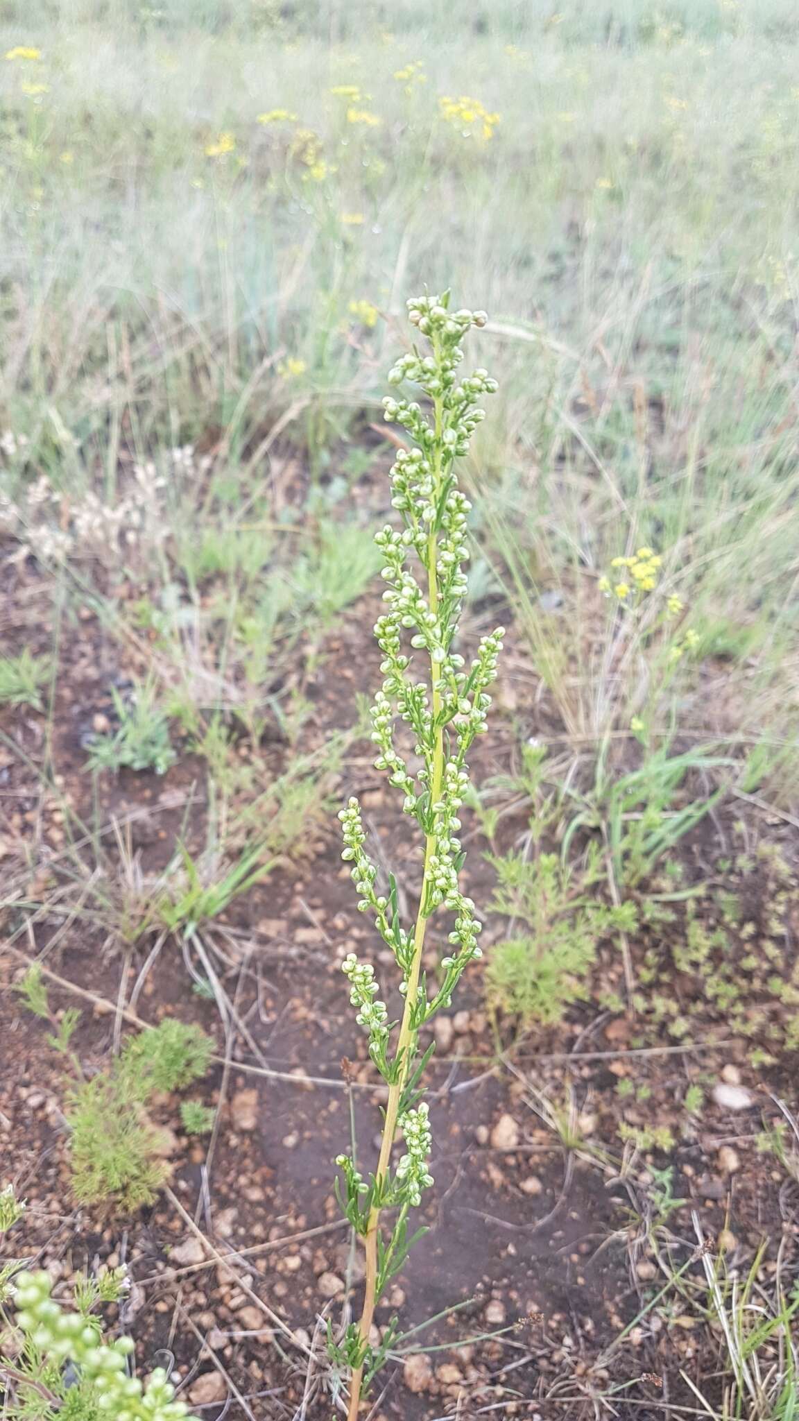 Image de Artemisia pubescens Ledeb.