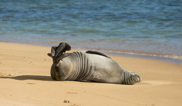 Image of Hawaiian Monk Seal