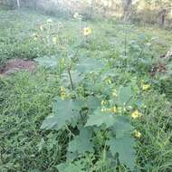 Smallanthus maculatus (Cav.) H. Rob. resmi