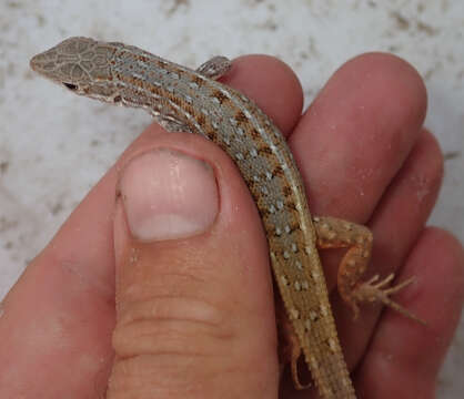 Image of Common Rough-scaled Lizard