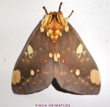 Image of Citheronia hamifera Rothschild 1907