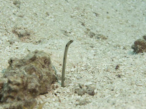 Image of Black spotted garden eel