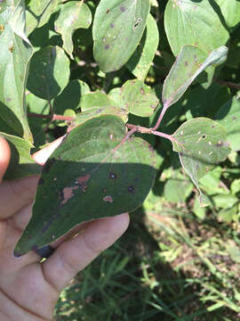 Image of roughleaf dogwood