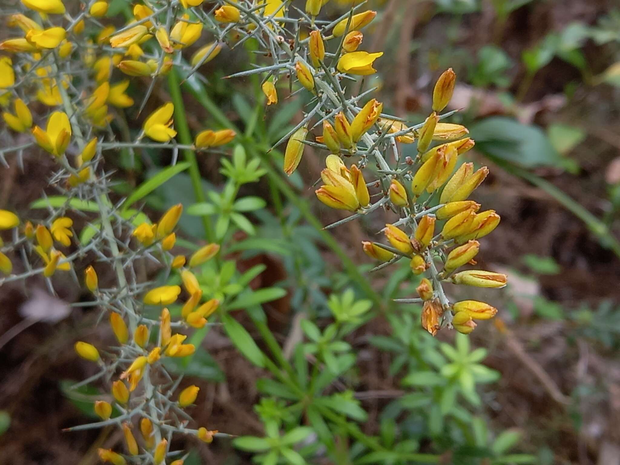 Sivun Ulex argenteus subsp. argenteus kuva