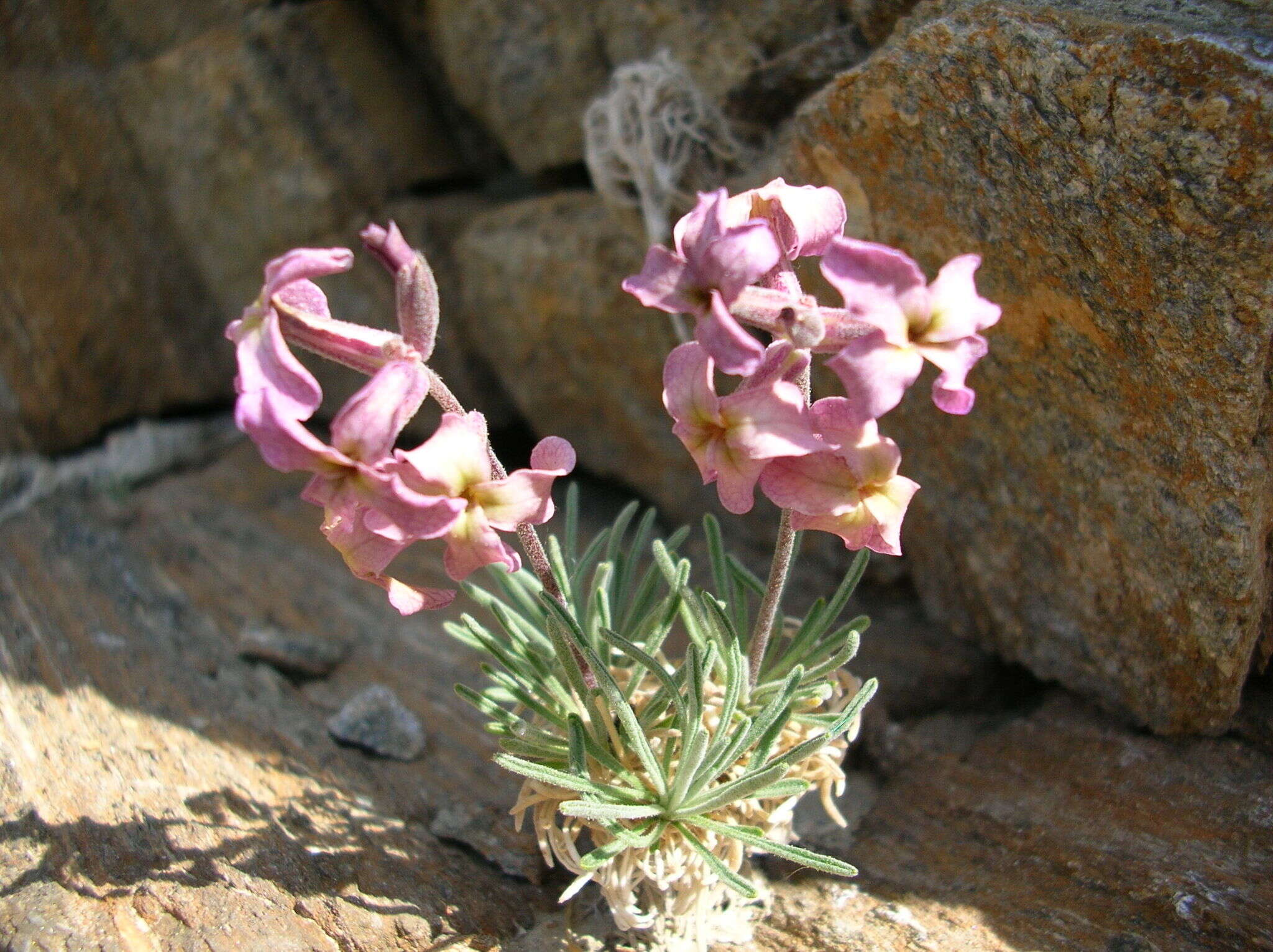 Image de Matthiola fruticulosa subsp. valesiaca (J. Gay ex Gaudin) P. W. Ball