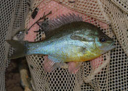 Image of Redbreast Sunfish