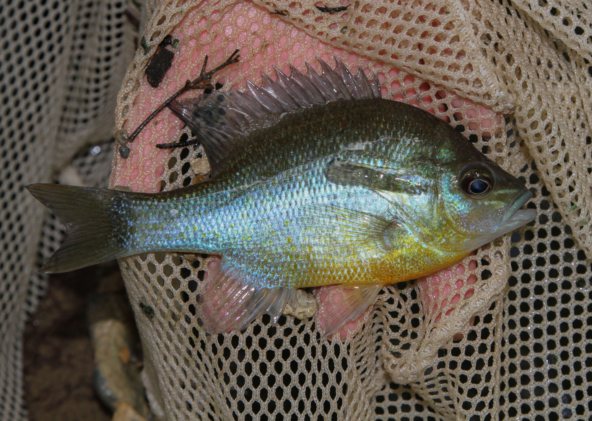 Image of Redbreast Sunfish