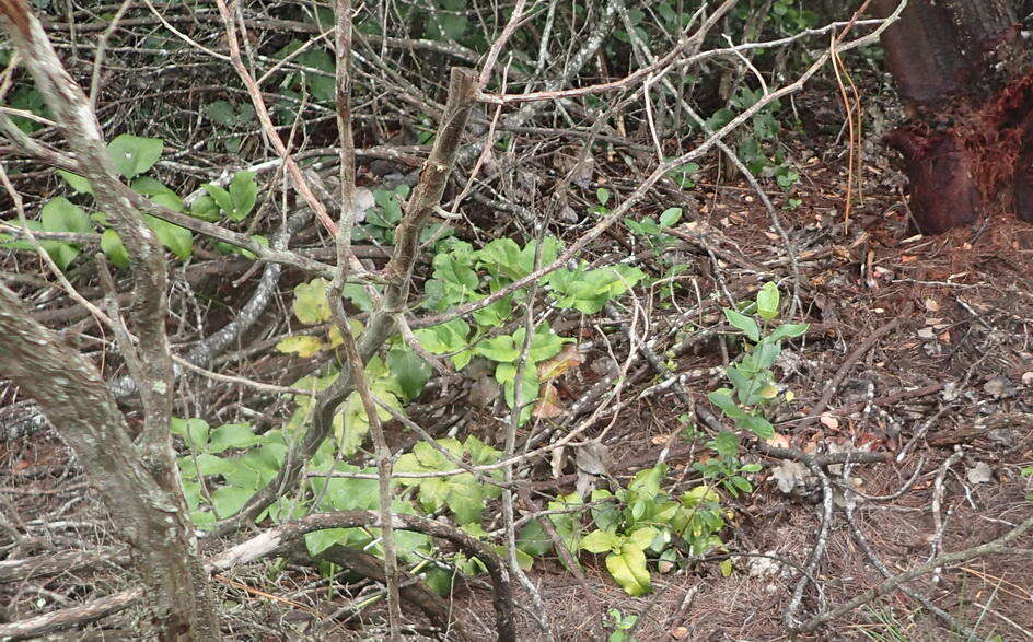 Image of Knowltonia vesicatoria subsp. vesicatoria