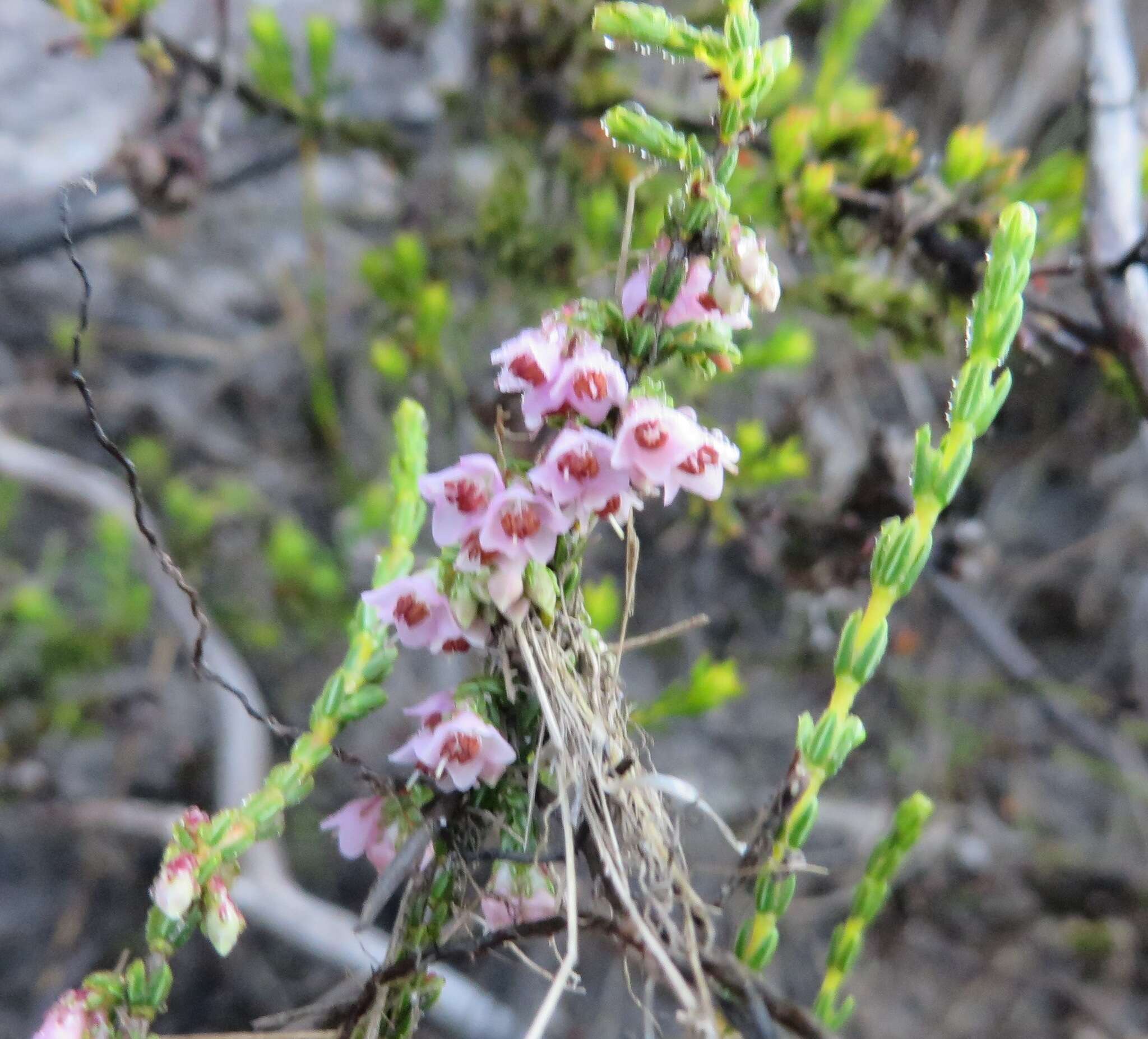 Image of Erica argentea var. argentea