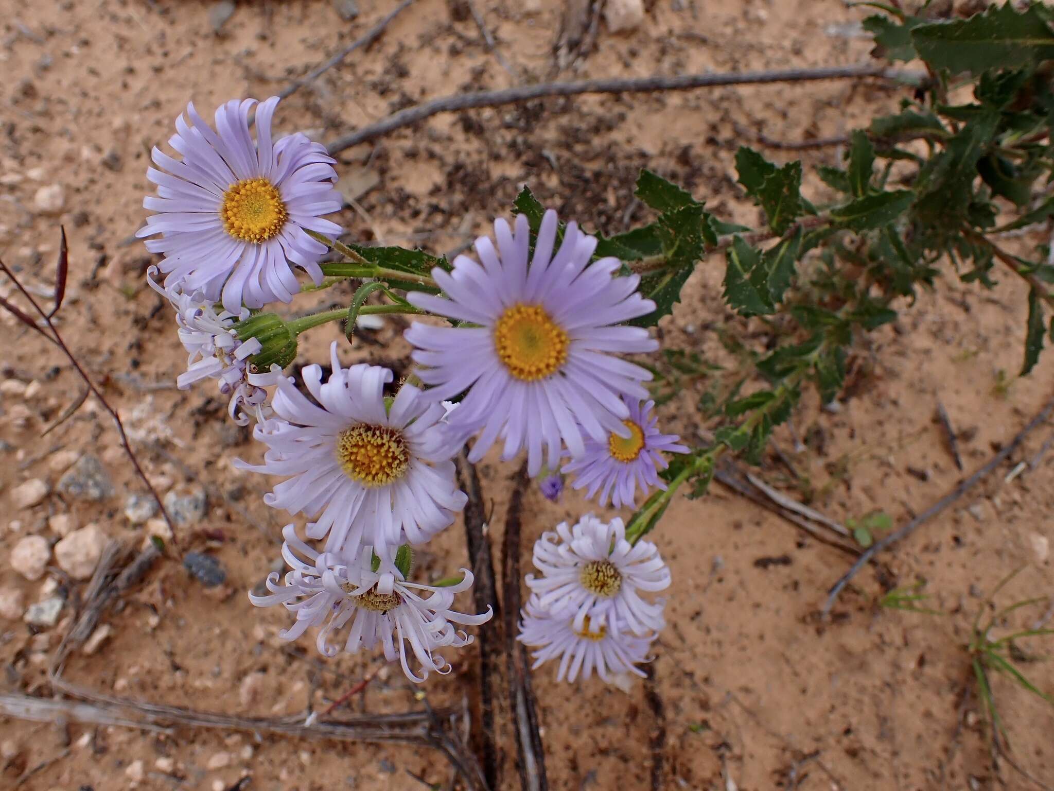 Image de Olearia rudis (Benth.) F. Müll.