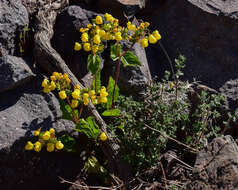 Image of Calceolaria petioalaris Cav.