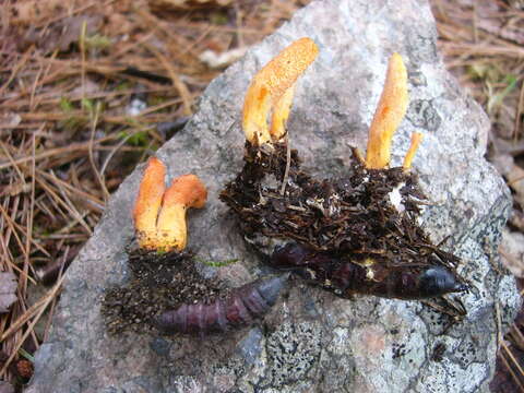 Plancia ëd Cordyceps militaris (L.) Fr. 1818