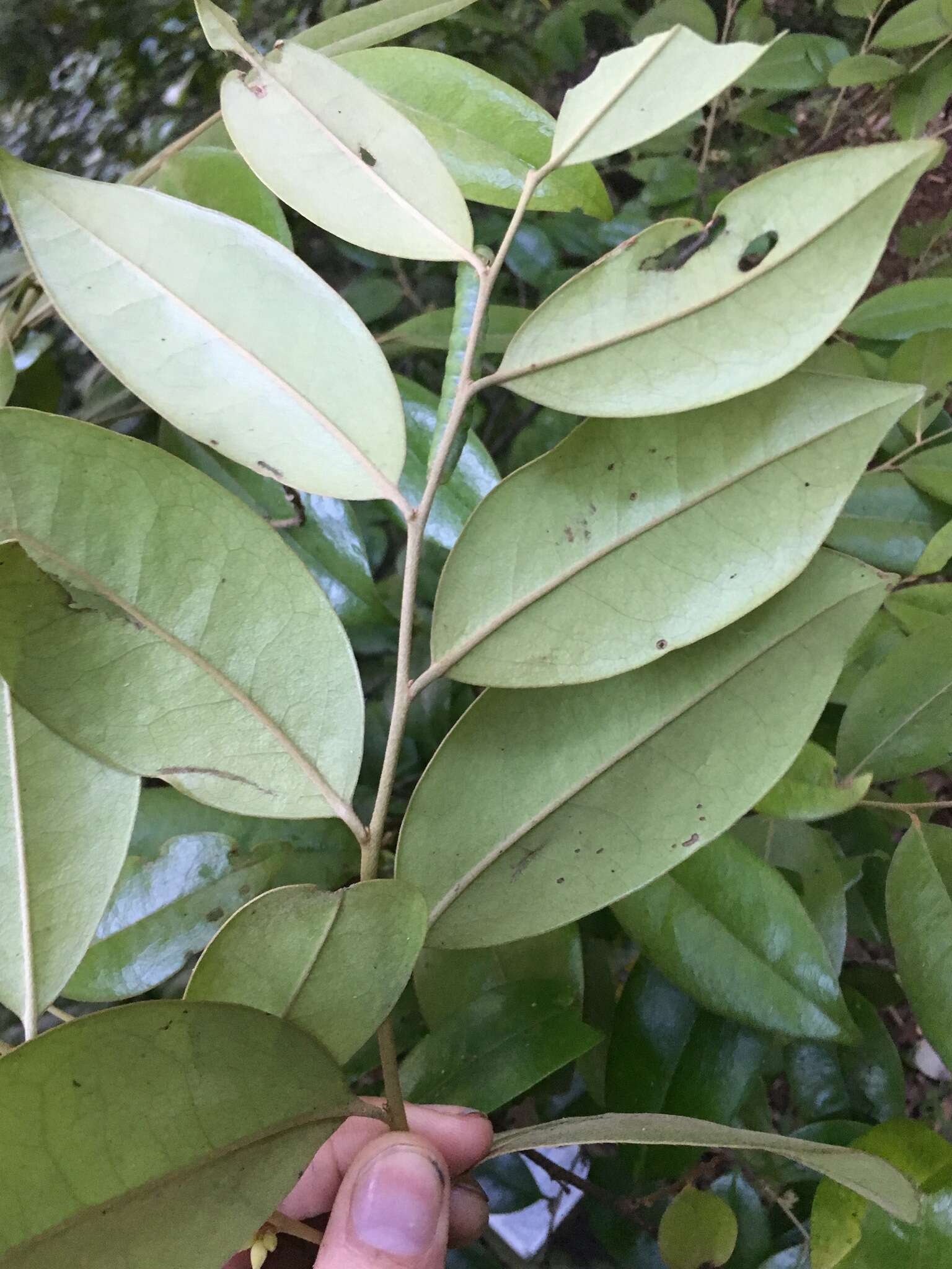 Image of Diospyros laurina (R. Br.) Jessup