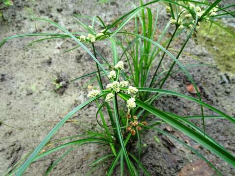 Image of Rush-like flatsedge