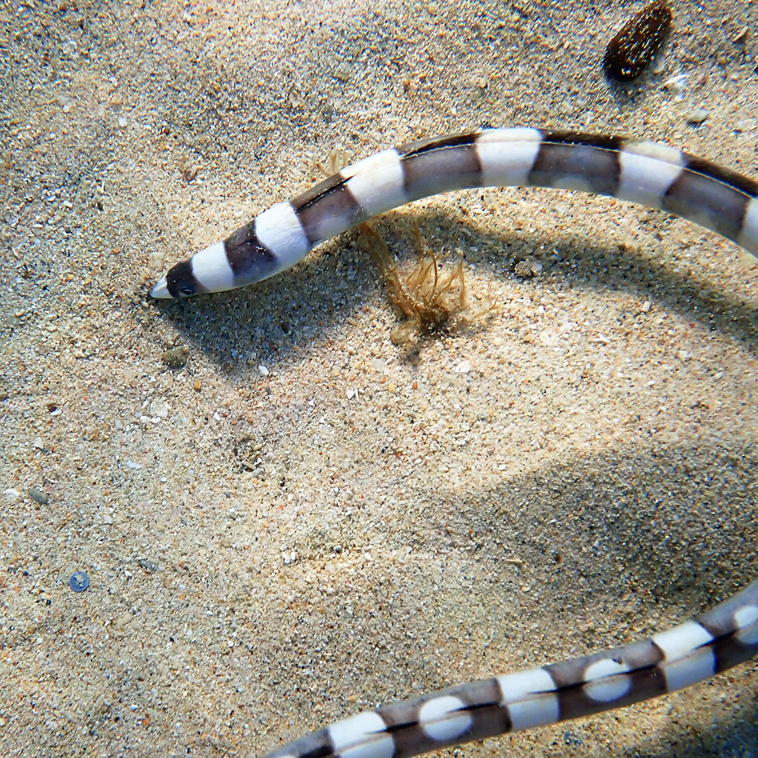 Image of Convict snake eel