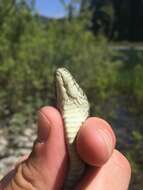 Image of Thamnophis atratus hydrophilus Fitch 1936