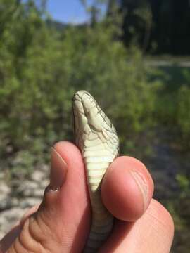 Image of Thamnophis atratus hydrophilus Fitch 1936