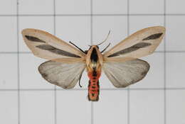 صورة Creatonotos gangis Linnaeus 1763