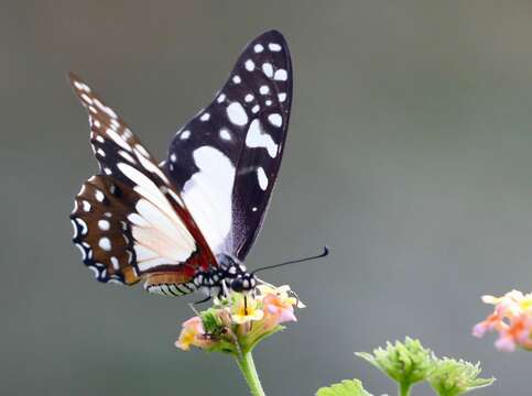 <i>Graphium <i>angolanus</i></i> angolanus resmi