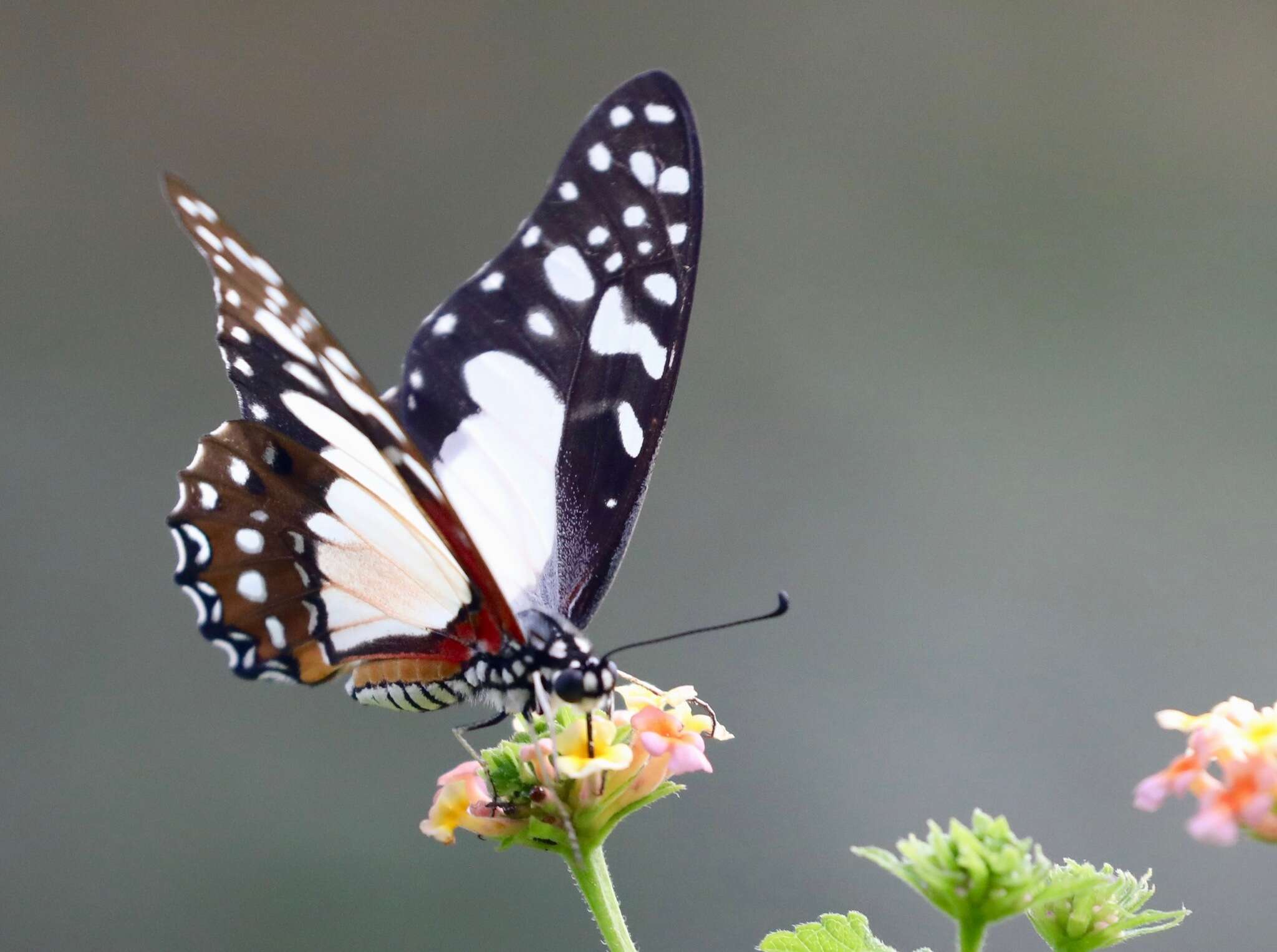 <i>Graphium <i>angolanus</i></i> angolanus resmi