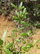 Image of Physena sessiliflora Tul.