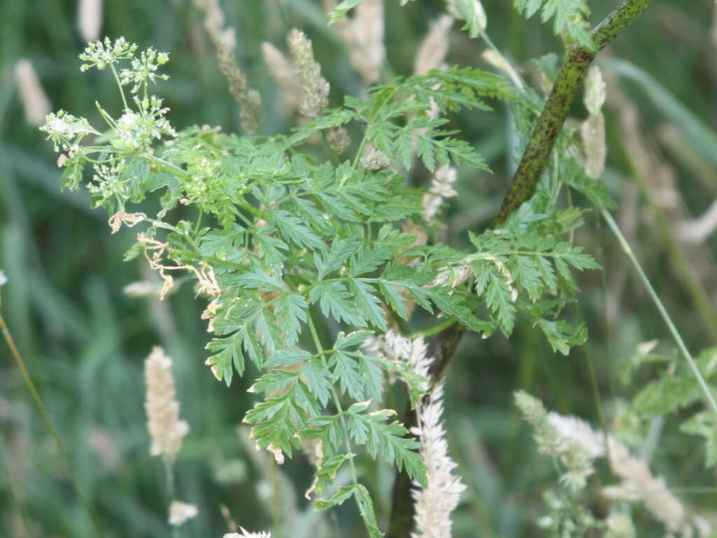 Image of poison hemlock