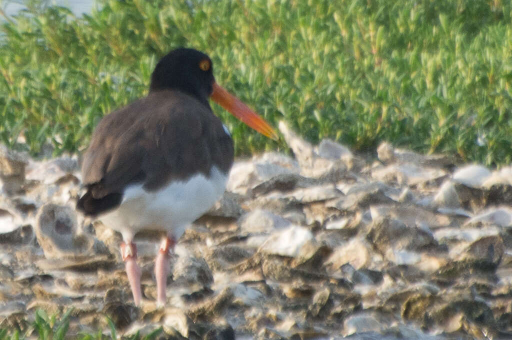 Image of American Oystercatcher