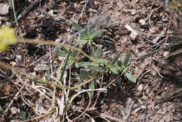 Image of woollycup buckwheat