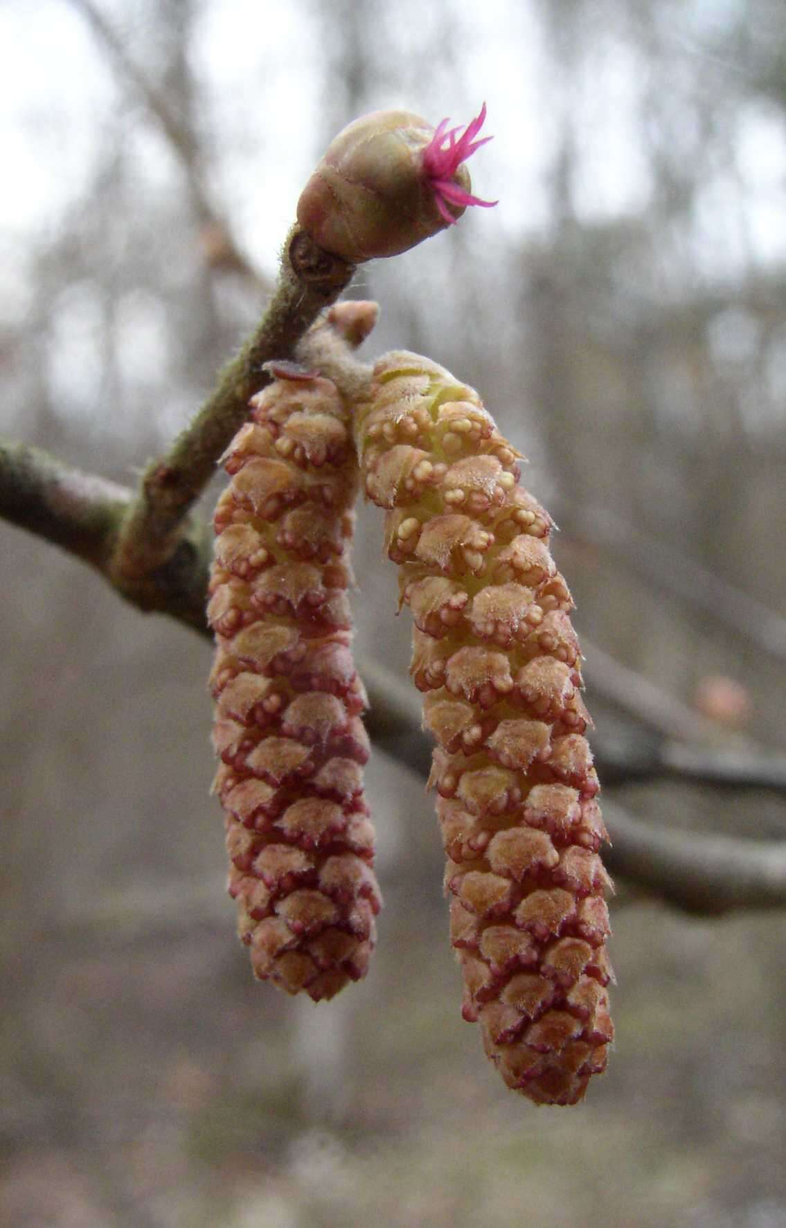 Image of Cobnut