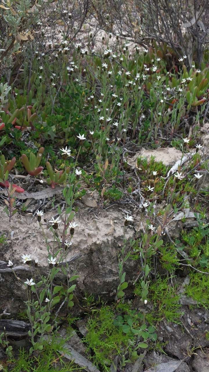 Rhodanthe stricta (Lindl.) P. G. Wilson的圖片