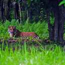 Image of Javan Tiger