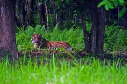 Image of Javan Tiger