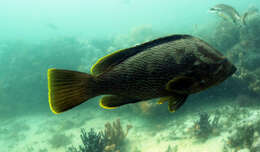 Epinephelus undulatostriatus (Peters 1866)的圖片