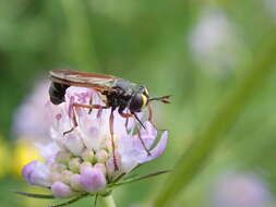 Image of Physocephala rufipes (Fabricius 1781)