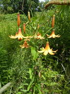 Lilium canadense L. resmi