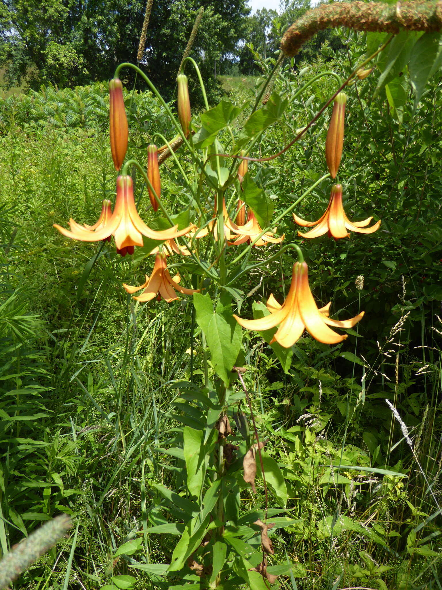 Lilium canadense L. resmi