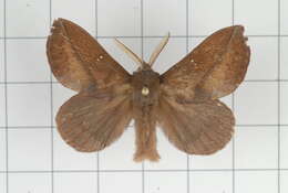 Image of Euthrix tamahonis Matsumura 1927