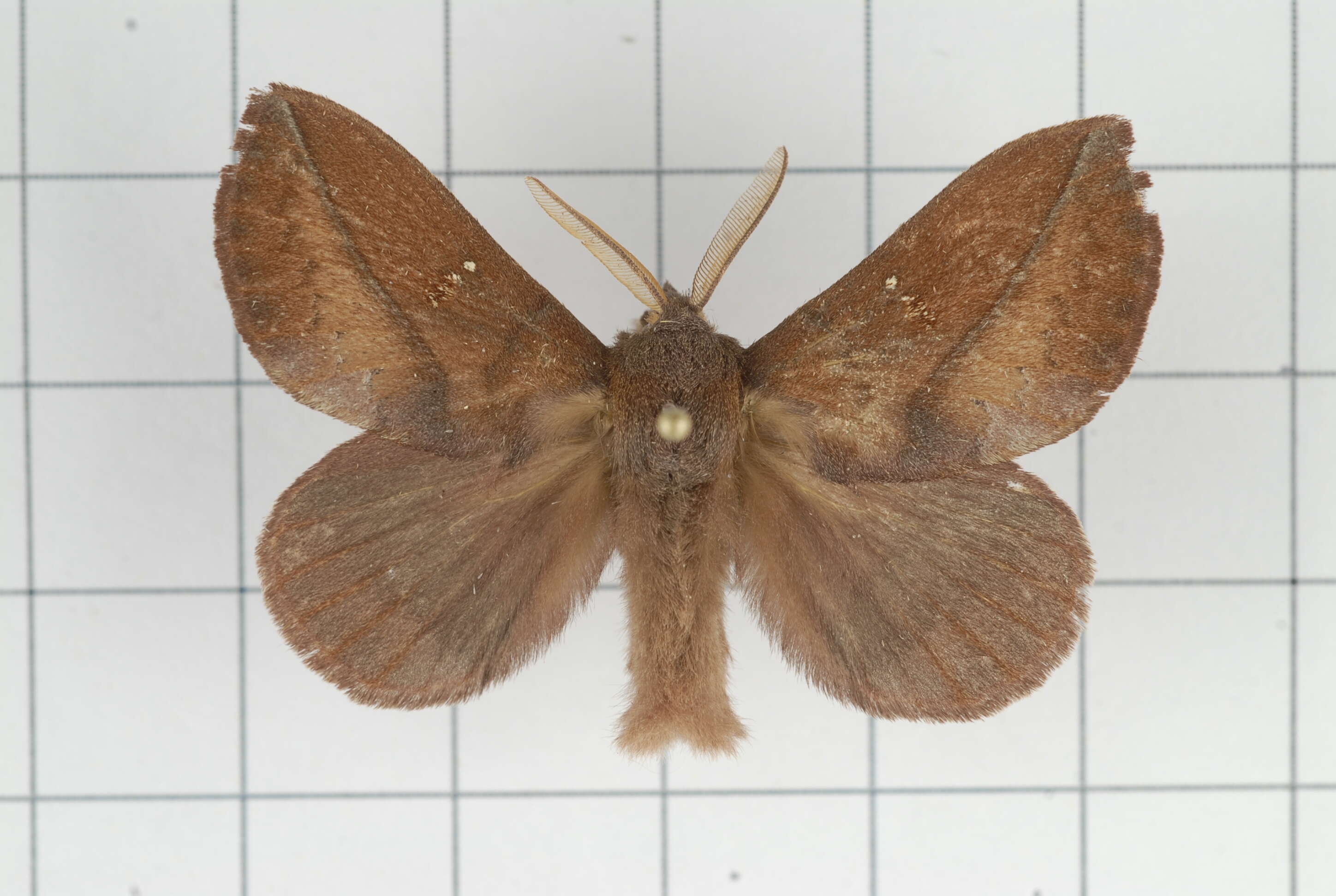 Image of Euthrix tamahonis Matsumura 1927