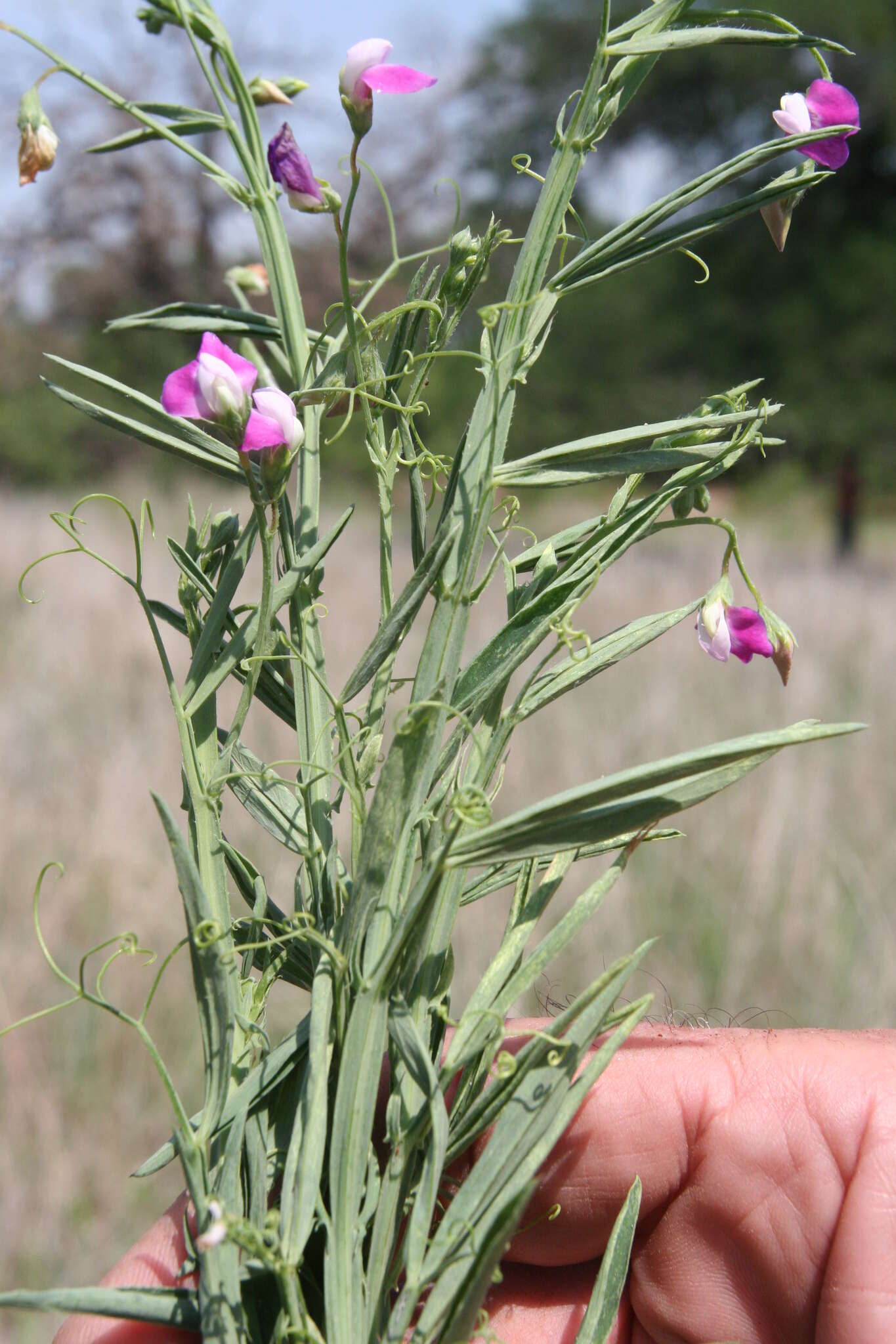 Image of Caley Pea