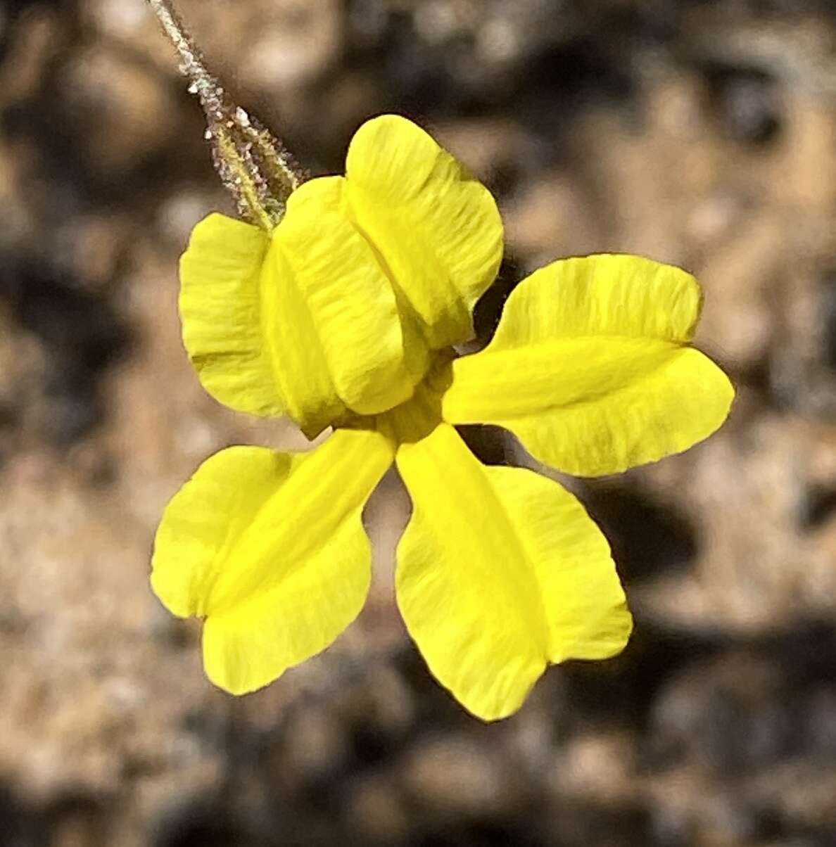 Image of Goodenia berardiana (Gaud.) R. C. Carolin