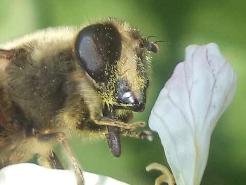 Image of drone fly