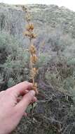 Image of blue penstemon