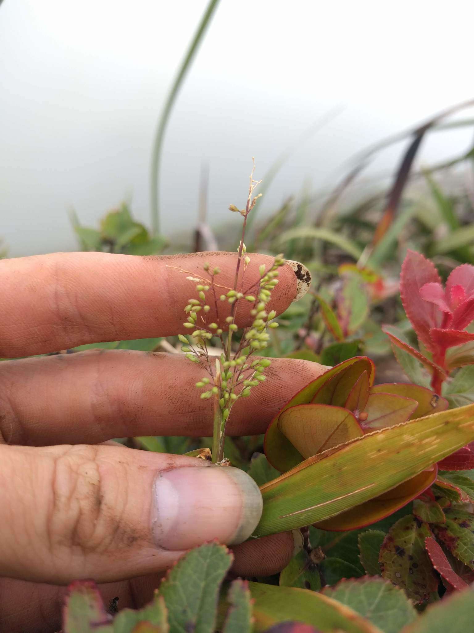 Plancia ëd Isachne distichophylla Munro ex Hillebr.